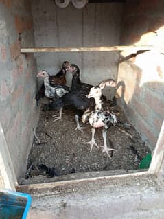 Aseel chicks for sale