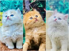 Persian Punch face triple coat cat Kitten