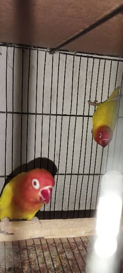 Fisher-Albino black eye and lutino personata red eye