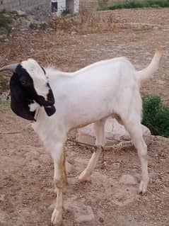 Bakra