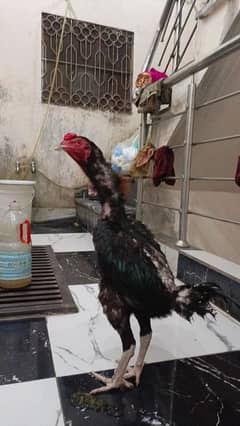 Achy birds ha dono ki video mil Jay ki