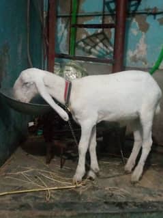 Full White