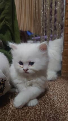 persion kittens for sale