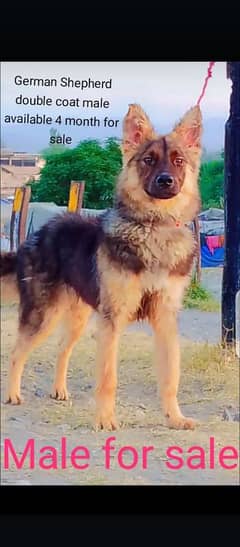 top quality German Shepherd double coat male available 4 month for sal