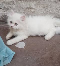 Persian cat kitten