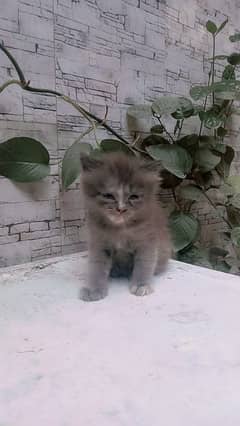 AOA I am selling my cat 2 month age persion cat
