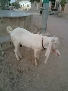 For Sale Gulabi Bakra