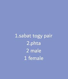 sabat togy pair