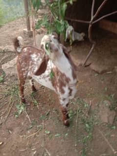 bakra
