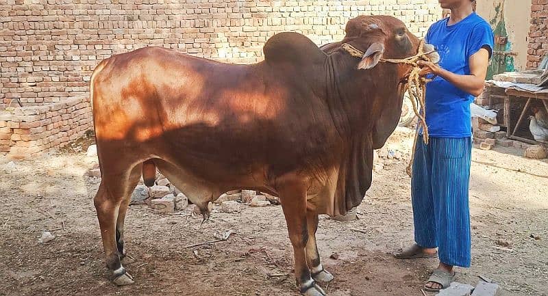 Sahiwal Bachra 2 dant 1