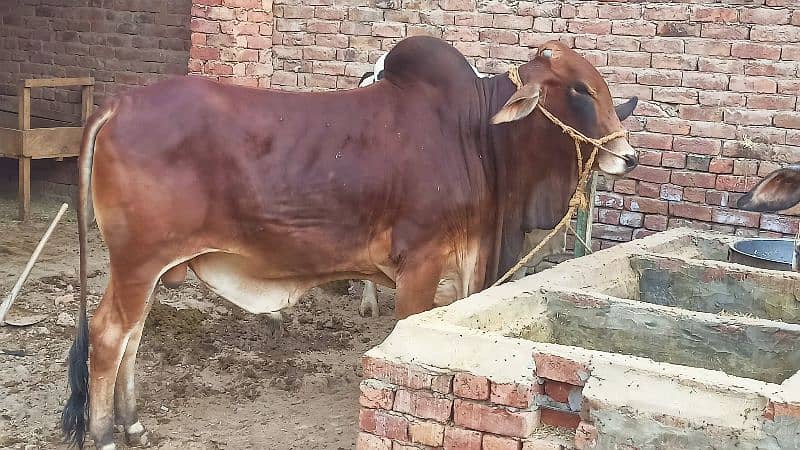 Sahiwal Bachra 2 dant 3