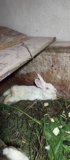 White rabbits red eyes full active. 1 male 2 female total 3 pis