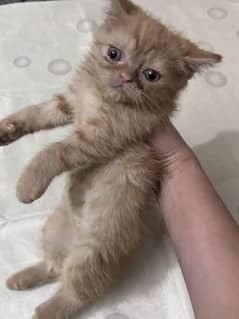 percian cats