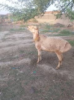 Sheep for Qurbani