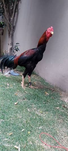 aseel murga