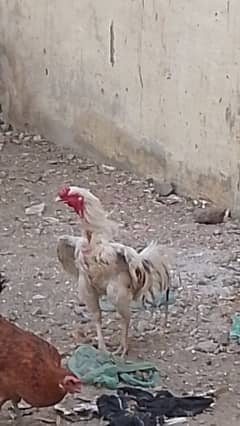 aseel tikki
