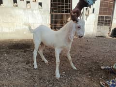 Teddi Goat