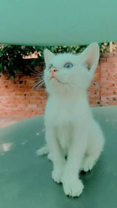 odd eyes 5000 Persian kitten
