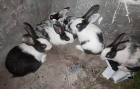 rabbit for sale