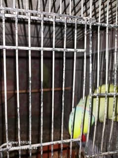 Ringneck