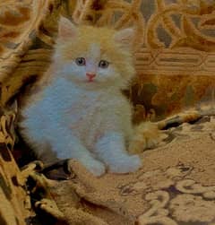Persian