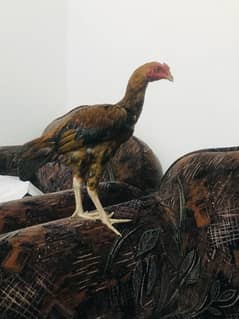 Pure aseel pair of Margo