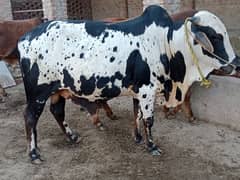 Qurbani 2k25