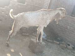 makhi cheena bakra