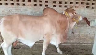 Sahiwal Bull