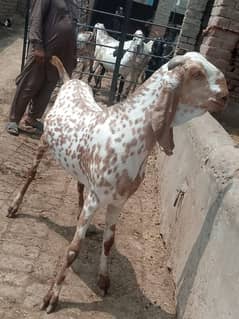 Bakra for Sale