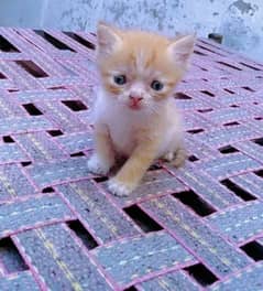 Persian kittens for sale Full normal price whatsup nbr 03084970434