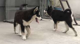 Siberian Husky Puppies fully vaccinated