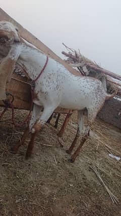 Makkhi