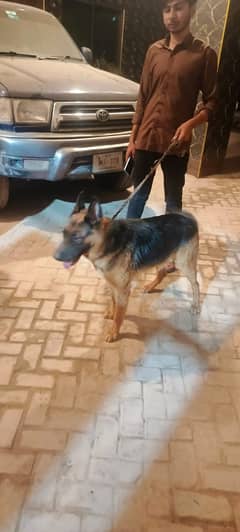 German Shepherd  Double coded For sale