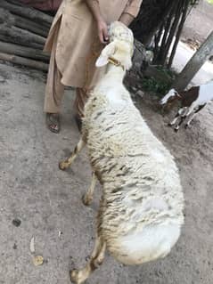 sheep for sale