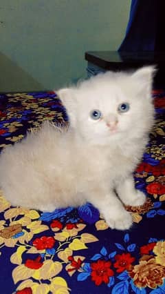 fon color punch face healthy havy bone play full male kitten