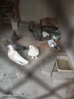 Mix kabutar han