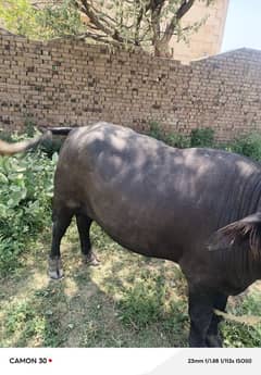 for sale سانڈ