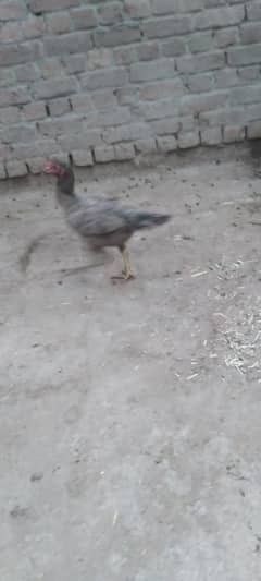 quality birdz