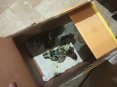 9 aseel, pure Desi and misri chicks