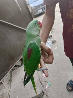 raw parrot next