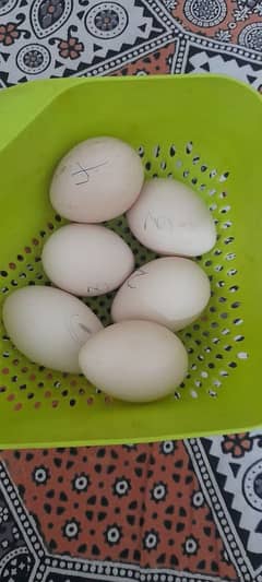 Peacock Eggs