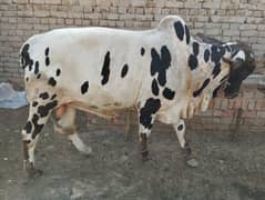 Janwar For Sale Discount Rate