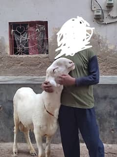 03182805256