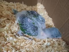 Handtame green parrot