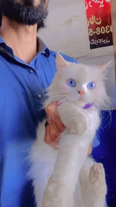 Tripple Coated Persion Cat Female Age 6/7 month  Blue eyes