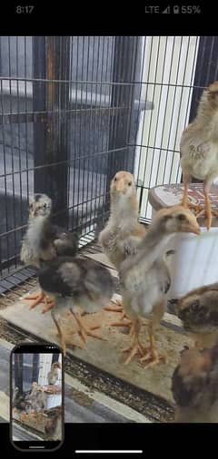 Burmi chicks 1 month old