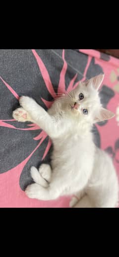 White kittens