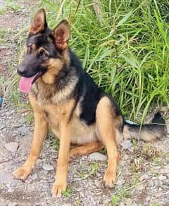 German Shepherd Dog