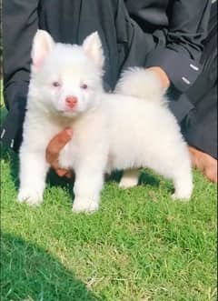 Russian puppy pink noise My WhatsApp number 0326/74/83/089